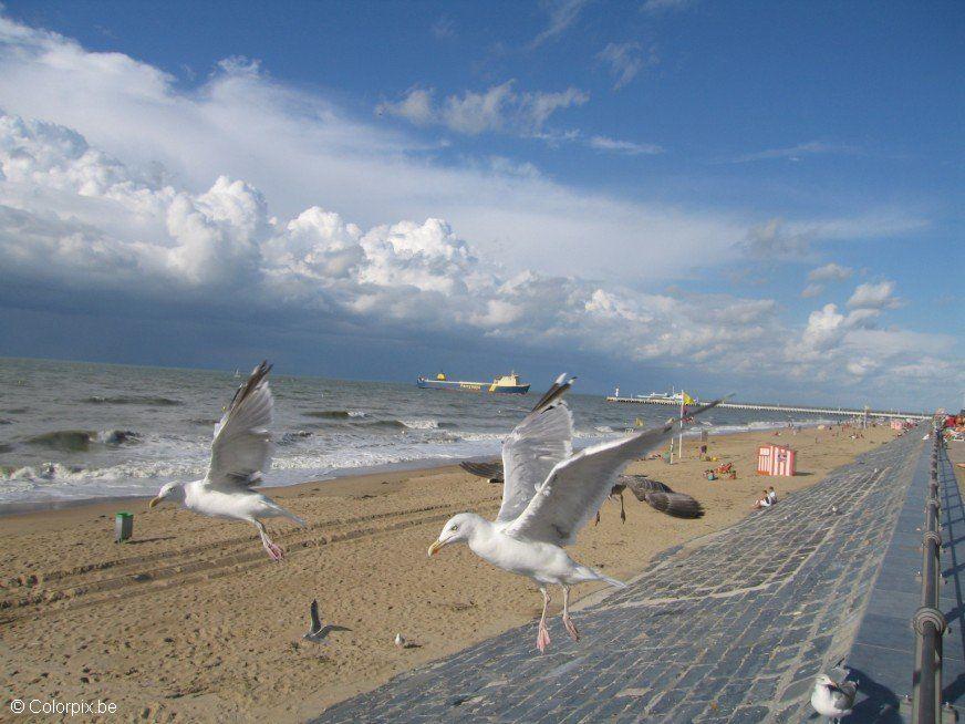 Foto gabbiani sulla spiaggia