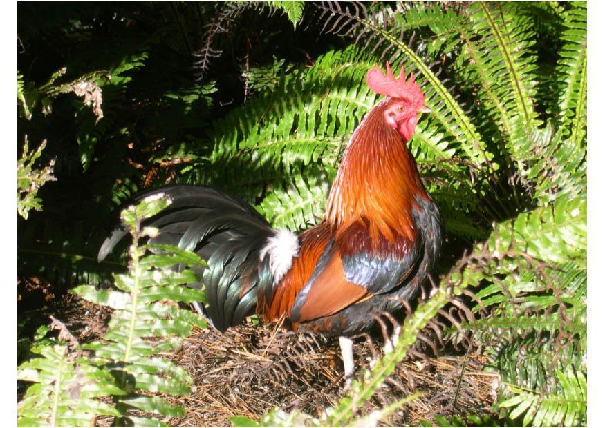 Foto gallo