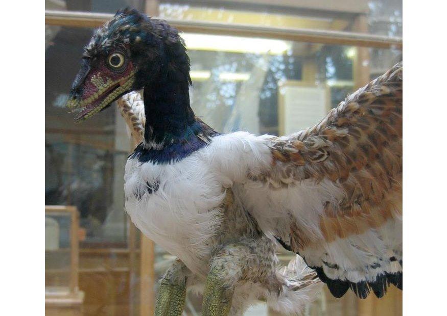 Foto il primo uccello scoperto (archaeopteryx)