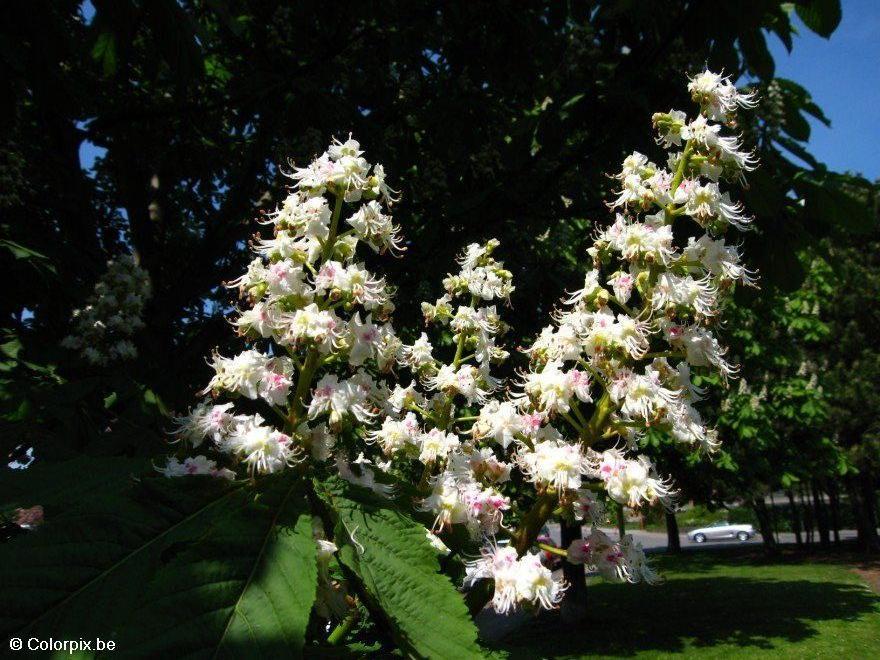 Foto ippocastano in fiore 2