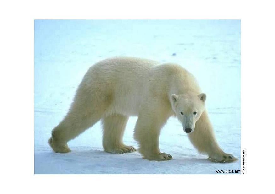 Foto orso polare