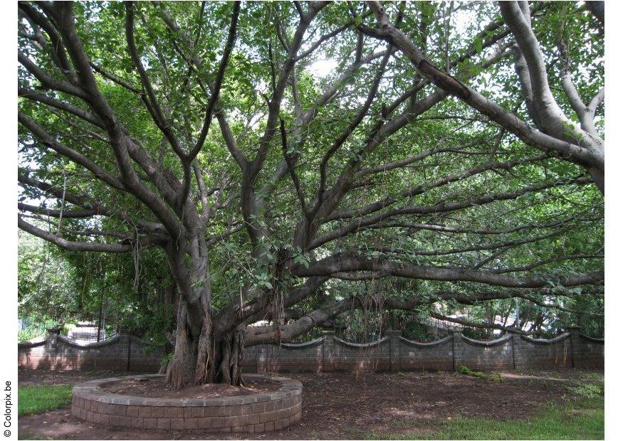 Foto parco puna, museo ghandi