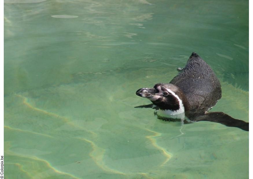 Foto pinguino