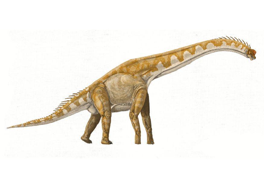 immagine brachiosauro