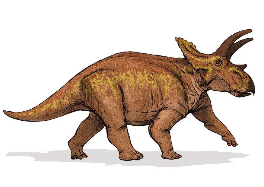 immagine dinosauro anchiceratops