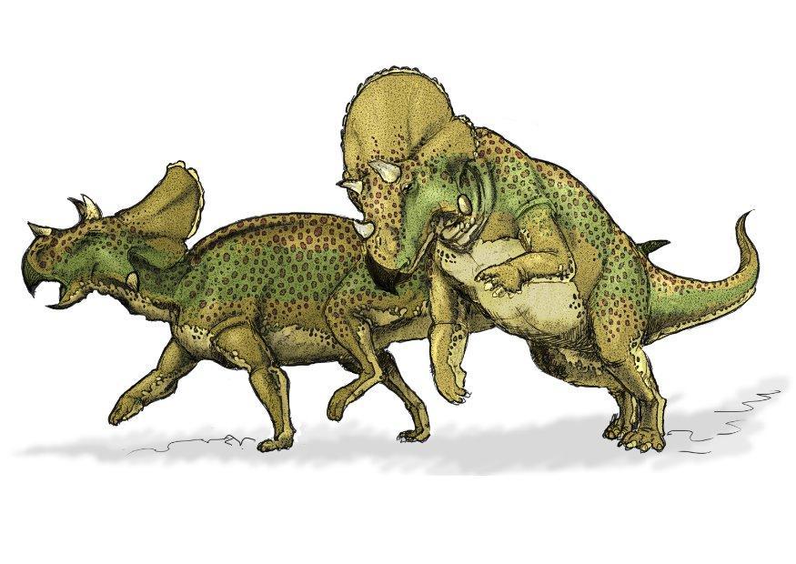 immagine dinosauro avaceratops