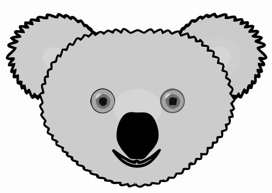 immagine koala