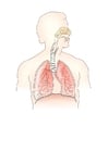 immagine sistema respiratorio